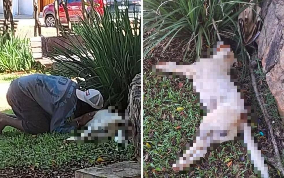 Cachorro é morto a tiros após latir para policial militar em Pirenópolis