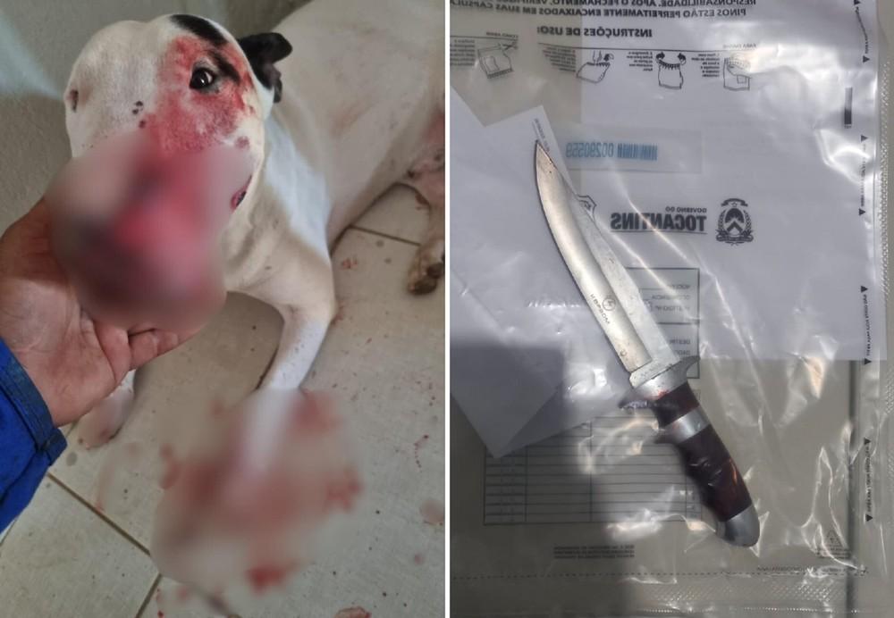 Homem é preso suspeito de esfaquear cachorro da própria sobrinha