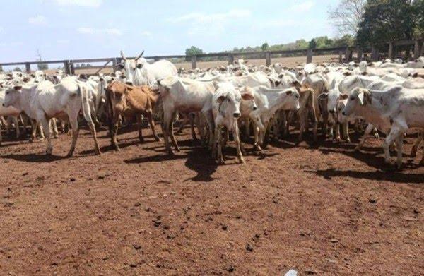 Mais de 100 cabeças de gado furtadas em Goiás são localizadas no Tocantins