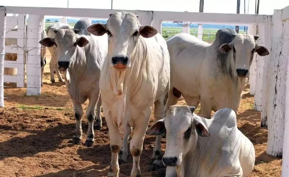 Vaqueiro é investigado por furto e venda de 400 cabeças de gado em Dueré